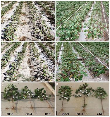 AtZAT10/STZ1 improves drought tolerance and increases fiber yield in cotton